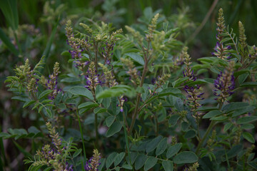 Beautiful wild flowers-licorice root