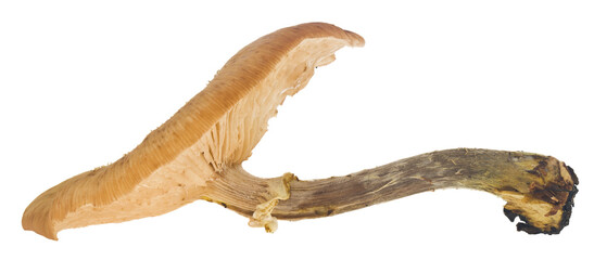 Mushroom isolated on white background.