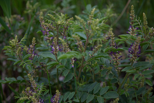 Beautiful wild flowers-licorice root