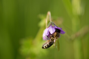 bee on a flower