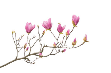 magnolia flower spring branch isolated on white background