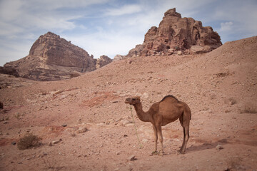 camel in the desert, Petra, Jordan
