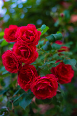 Beautiful, blooming red roses in the garden