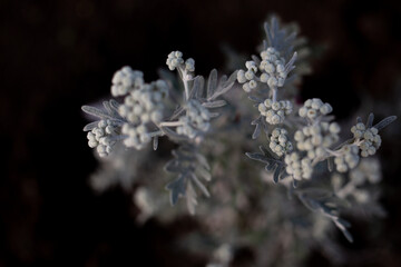 Cineraria-beautiful white flowers on a black background