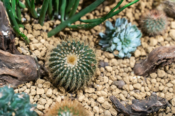 Natural background cactus close up