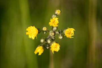 yellow flowers on green background