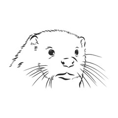 vector animal river common otter, otter, sea otter, vector sketch illustration