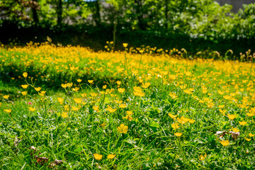 Yellow buttercup flowers. with a blurred green background