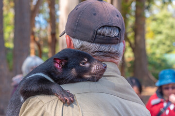 Animal keeper holding a tasmanian devil at Trowunna sanctuary in Tasmania, Australia