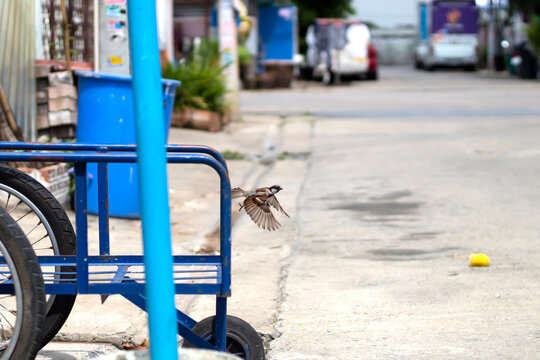 The Photo Of A Sparrow Flying Away