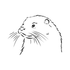 vector animal river common otter, otter, sea otter, vector sketch illustration