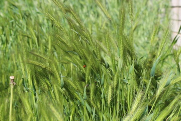 Bright green grass spikes on the spring lawn on a sunny day