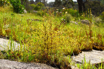 Australian wildflowers: the carnivorous, tuberous sundew Drosera gigantea with white flowers, on rocks in its natural habitat in Southwest Australia