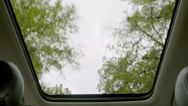 Looking through the car sunroof. Driving under trees
