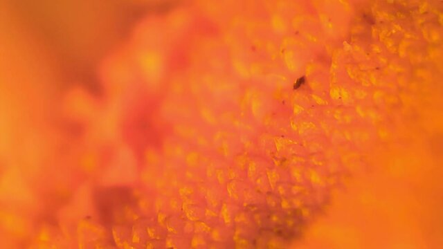 Microscope Plants Desert Sunflower 1200x Focus In and Out 1
