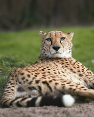 Cheeta Acinonyx Jubatus close up head shot