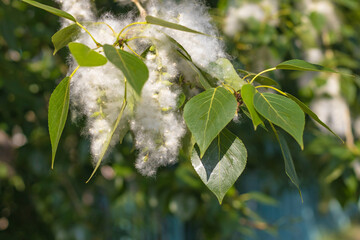 Seeds of poplar fluff close up on tree branches