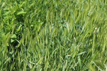 Bright green grass spikes on the spring lawn on a sunny day