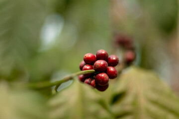 coffee
Coffee beans
Coffee effect
Coffee tree
Ripe coffee