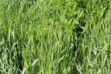 Bright green grass spikes on the spring lawn on a sunny day