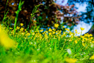 Yellow buttercup flowers. with a blurred green background