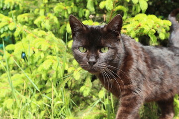 Naklejka na ściany i meble A black cat is sitting in the bright green grass.