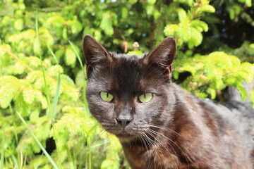 A black cat is sitting in the bright green grass.