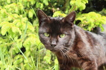 A black cat is sitting in the bright green grass.