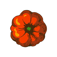 vector illustration of pumpkin top view. orange colour illustration