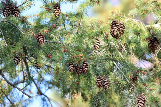 Pseudotsuga Bilder Durchsuchen 378 Archivfotos, und