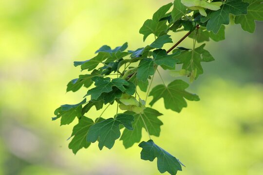 Acer campestre branch with green leaves and fruit