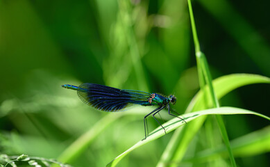 Close-up of a blue winged dragonfly sitting on a blade of grass in nature
