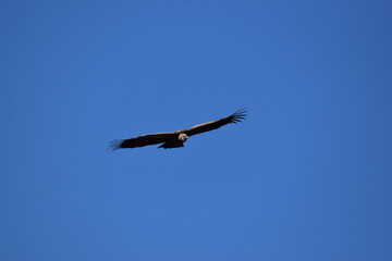 griffon vulture flying in the sky