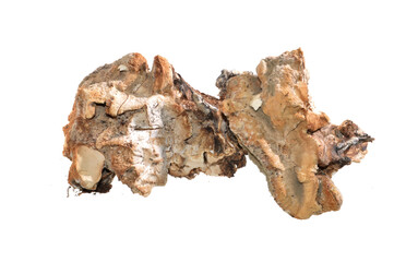 Obraz premium dry mushroom isolated on white background