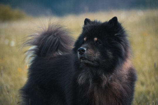 Eurasier schaut im Portrait seitlich aus der Kamera
