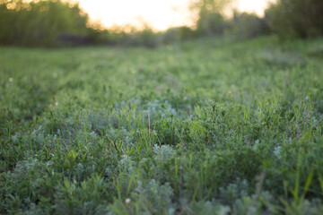 green grass in the evening