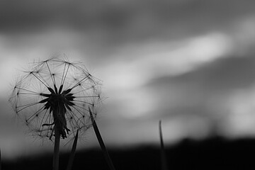 dandelion, flower, macro, nature, sky, black and white, b&w