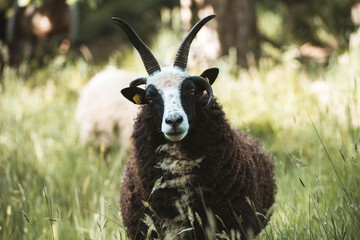 Portrait eines Vierhornschafes