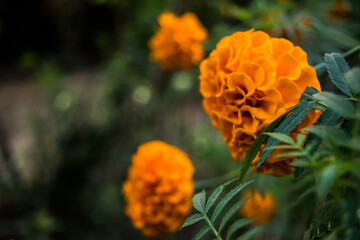 beautiful Marigold Flowers of yellow and orange color, genda phool
