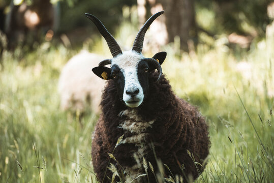 Portrait eines Vierhornschafes