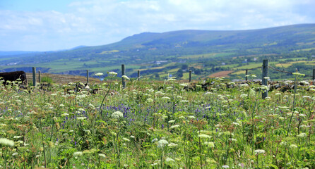 Dinas Head Pembrokeshire Wales in summer