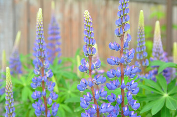 Obraz premium Lupine with blue flowers. Background of lupine flowers in summer. Out of focus, blur.