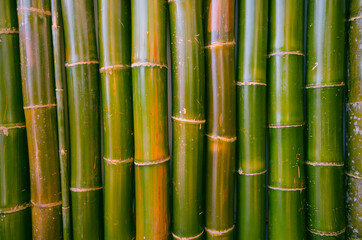 Fresh green bamboo and nodes of the wall