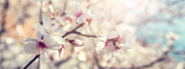 Closeup flower of plum blossom in spring. Banner and background of spring flowers and pollination concept.