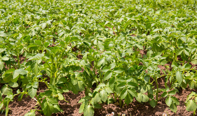 Potato plantations grow in the field. Vegetable rows. Farming, agriculture. Landscape with agricultural land. Crops