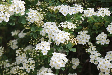 
Bunches of white flowers bloom from buds on a bush in spring