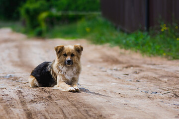 Portrait of a curious dark beige rustic dog, lying on the country road. Dog is looking straight to teh camera