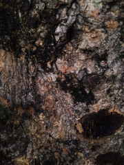 Textures on the tree surface.