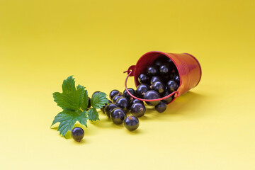 black currants with green leaves in a bucket on a colored background. Autumn card. berry harvest