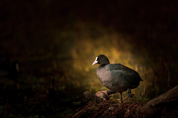 Obraz premium Fine art image of Eurasian coot or common coot or Australian coot or Fulica atra floating in water during winter migration at keoladeo national park or bird sanctuary bharatpur rajasthan india
